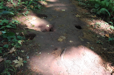 Many deep holes in path of Boomer Trail